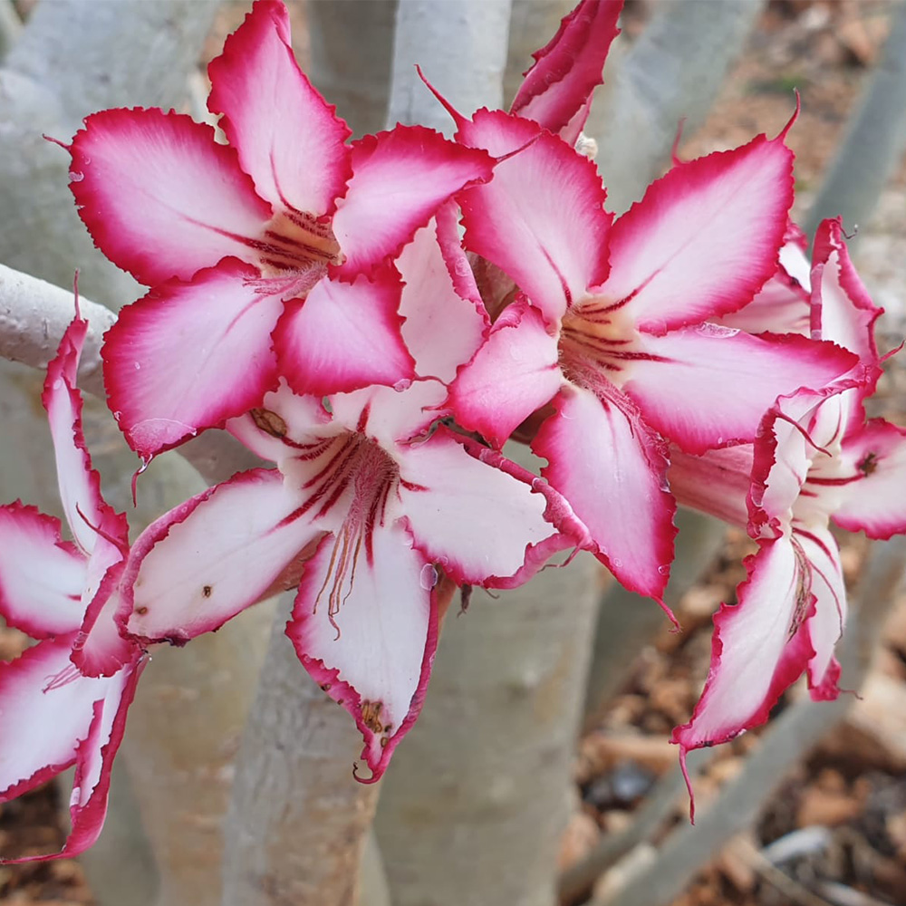 MackD Safari 7 MackD Safari 7