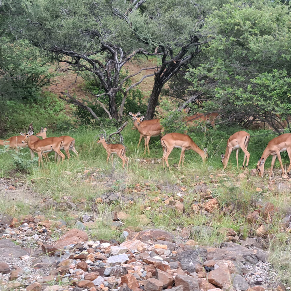 MackD Safari 8 MackD Safari 8